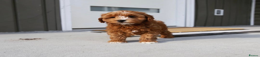 Cavapoo Puppy 9