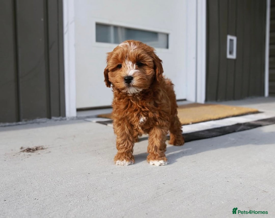 Cavapoo dogs for sale: Beautiful Cavapoo puppies! - Image 11