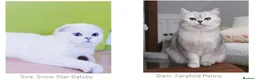 Scottish Fold cats for sale: Scottish Fold Healthy & Socialised - Advert 3