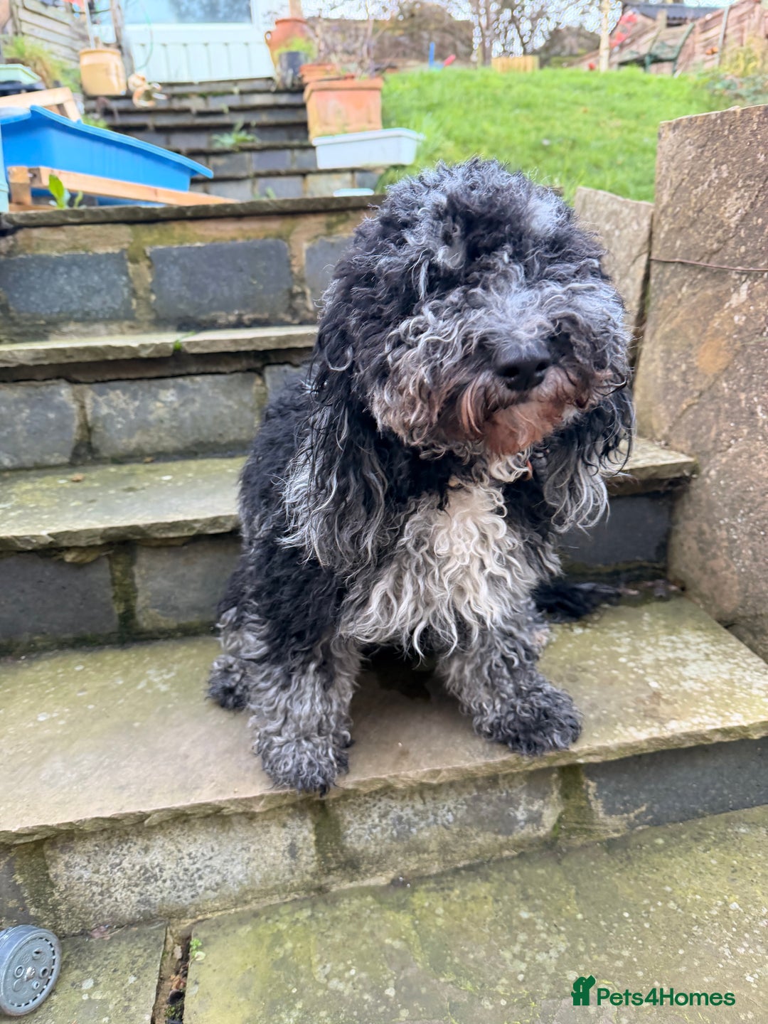 Cockapoo dogs for sale: Tinkerbell F1b merle cockapoo - Advert 2