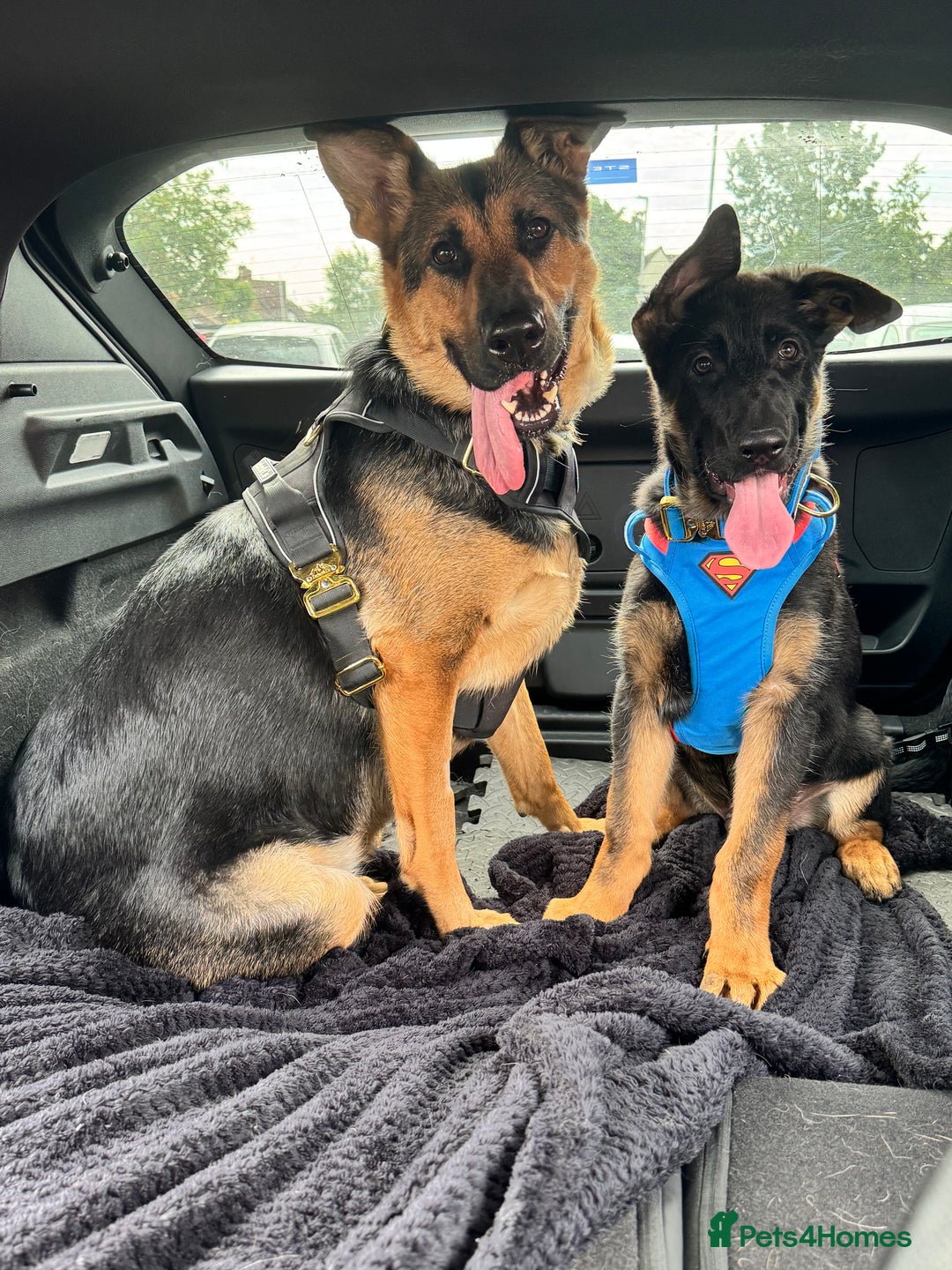 German Shepherd dogs for sale: Male German shepherd  - Image 7