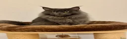 Maine Coon cats for sale: Exceptional TICA Pedigree Maine Coon Kittens - Advert 2