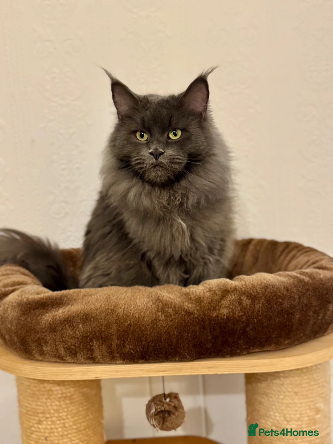 Maine Coon cats for sale: Exceptional TICA Pedigree Maine Coon Kittens - Advert 2