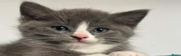 Mixed Breed cats for sale: Ragdoll cross kitten's - Advert 5