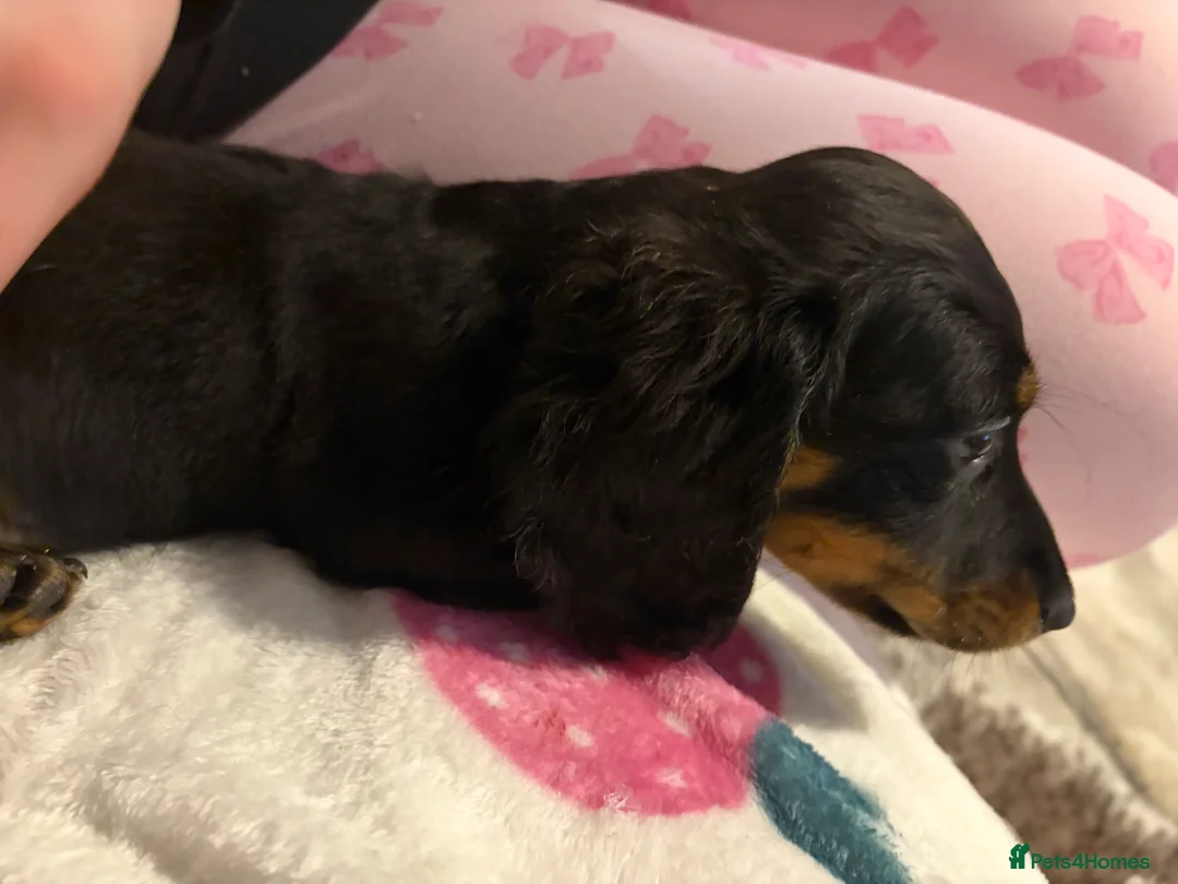 Dachshund dogs for sale: Dachshund puppies  in Sandbach - Advert 14