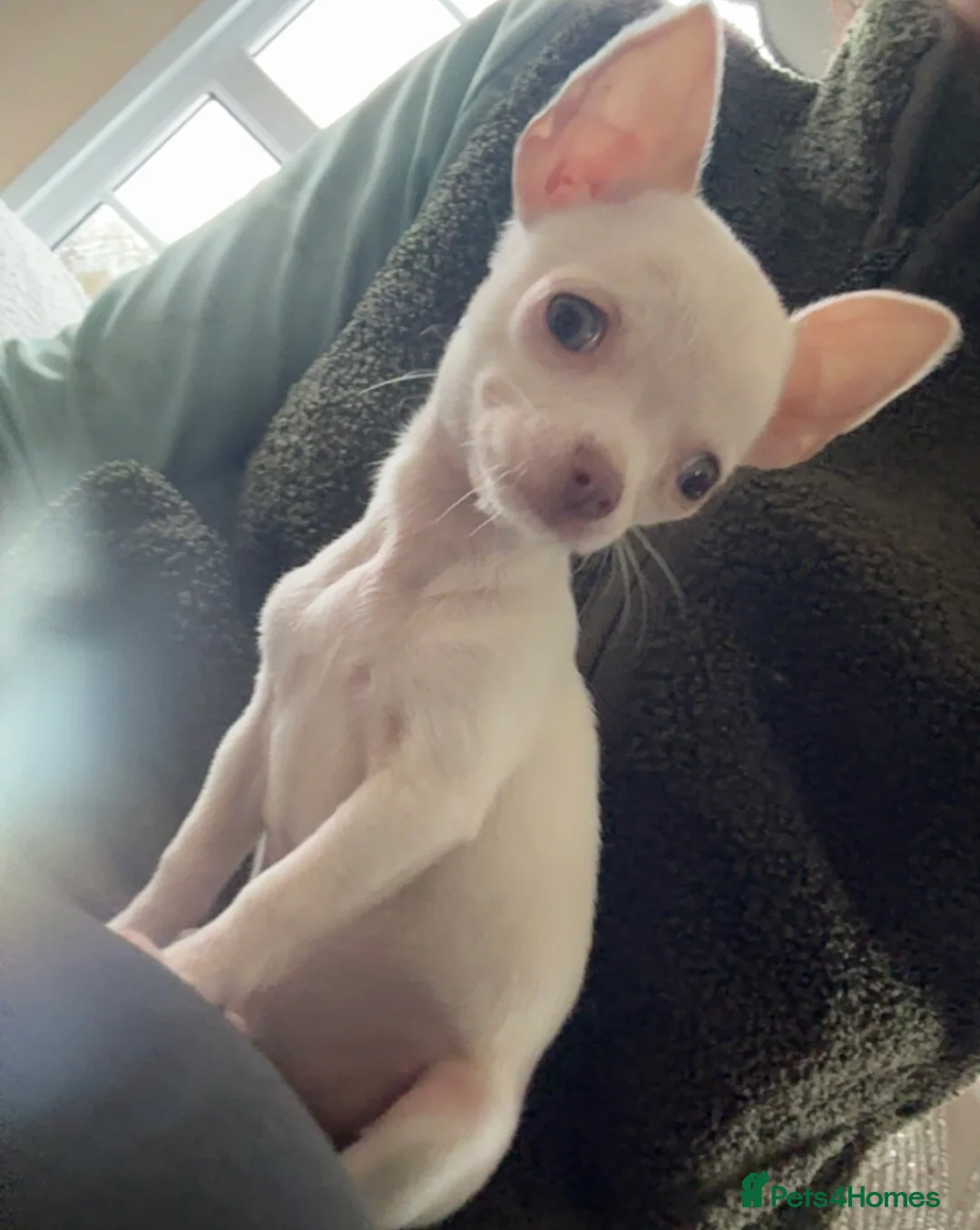 Chihuahua dogs for sale: Stunning tiny chihuahua boy READY to leave - Advert 2