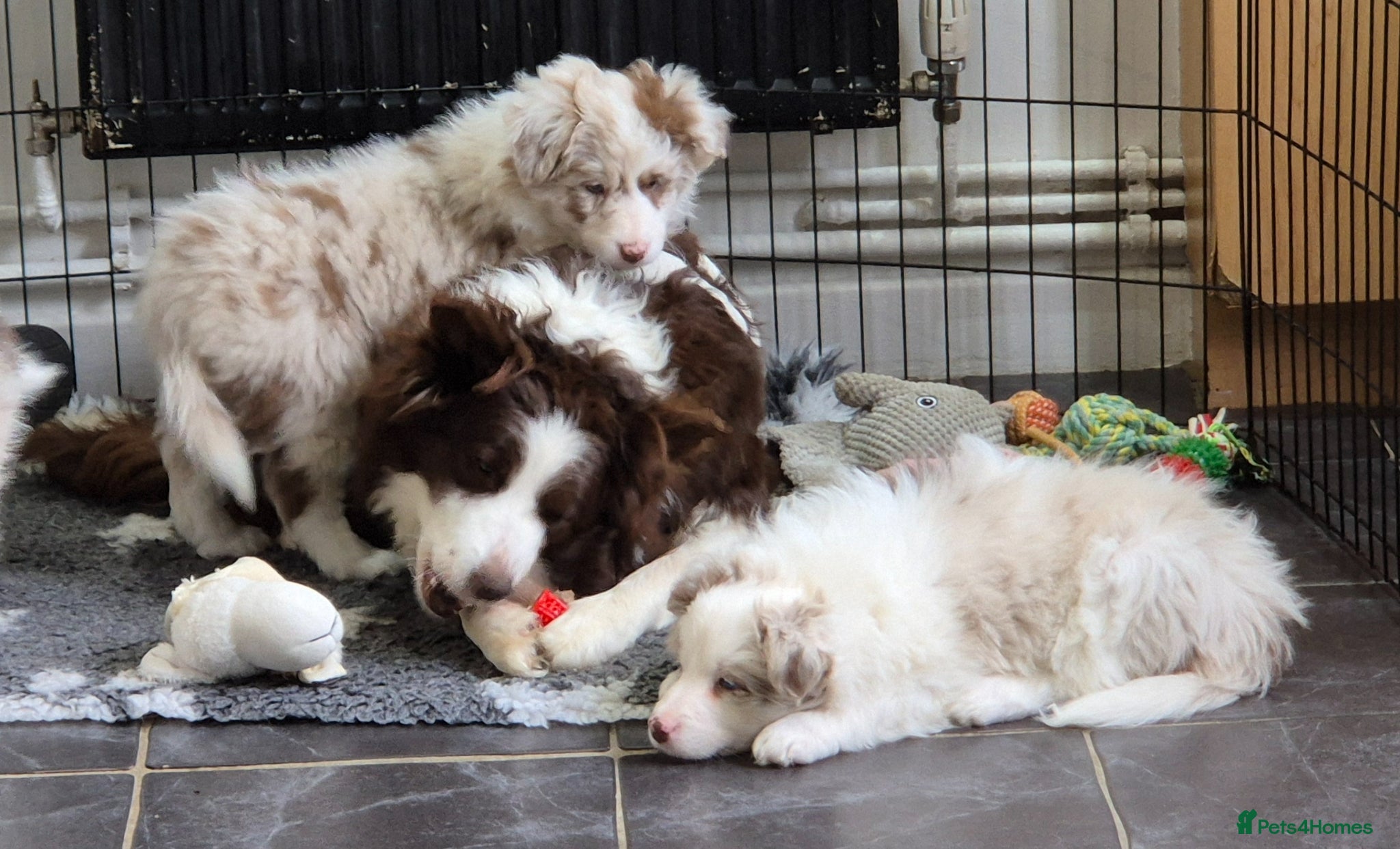 Border Collie dogs 🐾 1 stunning chunky long haired girl left 🐾 - Advert 18