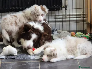 Border Collie dogs 🐾 1 stunning chunky long haired girl left 🐾 - Advert 18