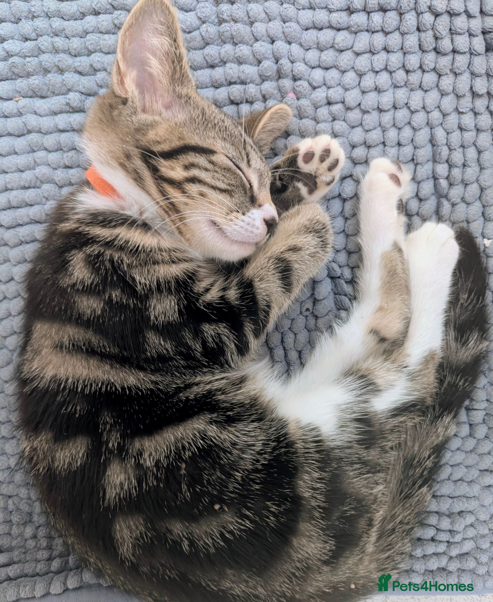 Mixed Breed cats Need to Go- Last Two, microchip included - Advert 18