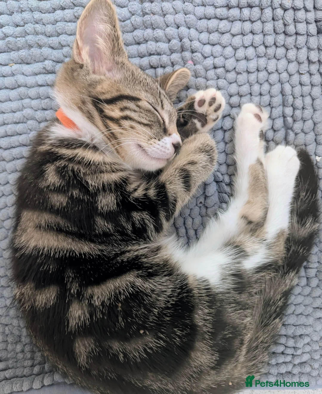 Mixed Breed cats for sale: Need to Go- Last Two, microchip included - Advert 1