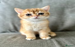 British Shorthair cats for sale: ‼️‼️BSH Chocolate Golden Shaded 1 BOY - Image 4