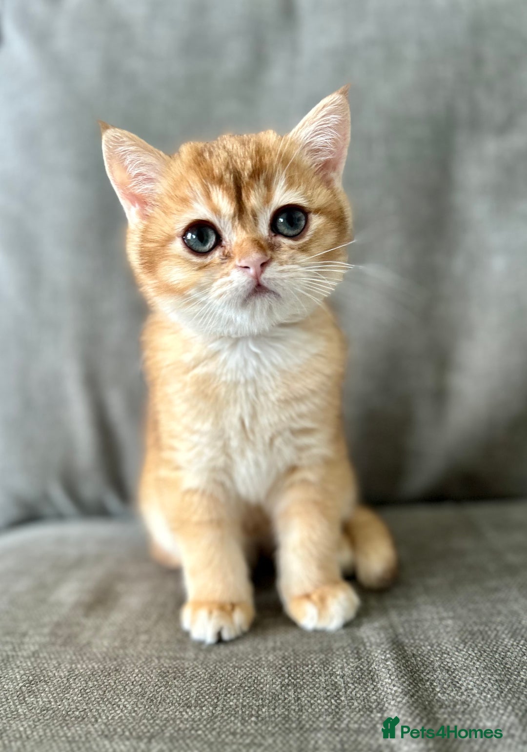 British Shorthair cats for sale: ‼️‼️BSH Chocolate Golden Shaded 1 BOY - Image 4