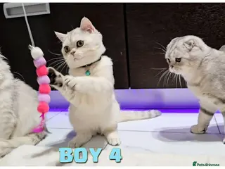 Scottish Fold cats Scottish fold kittens - Advert 17