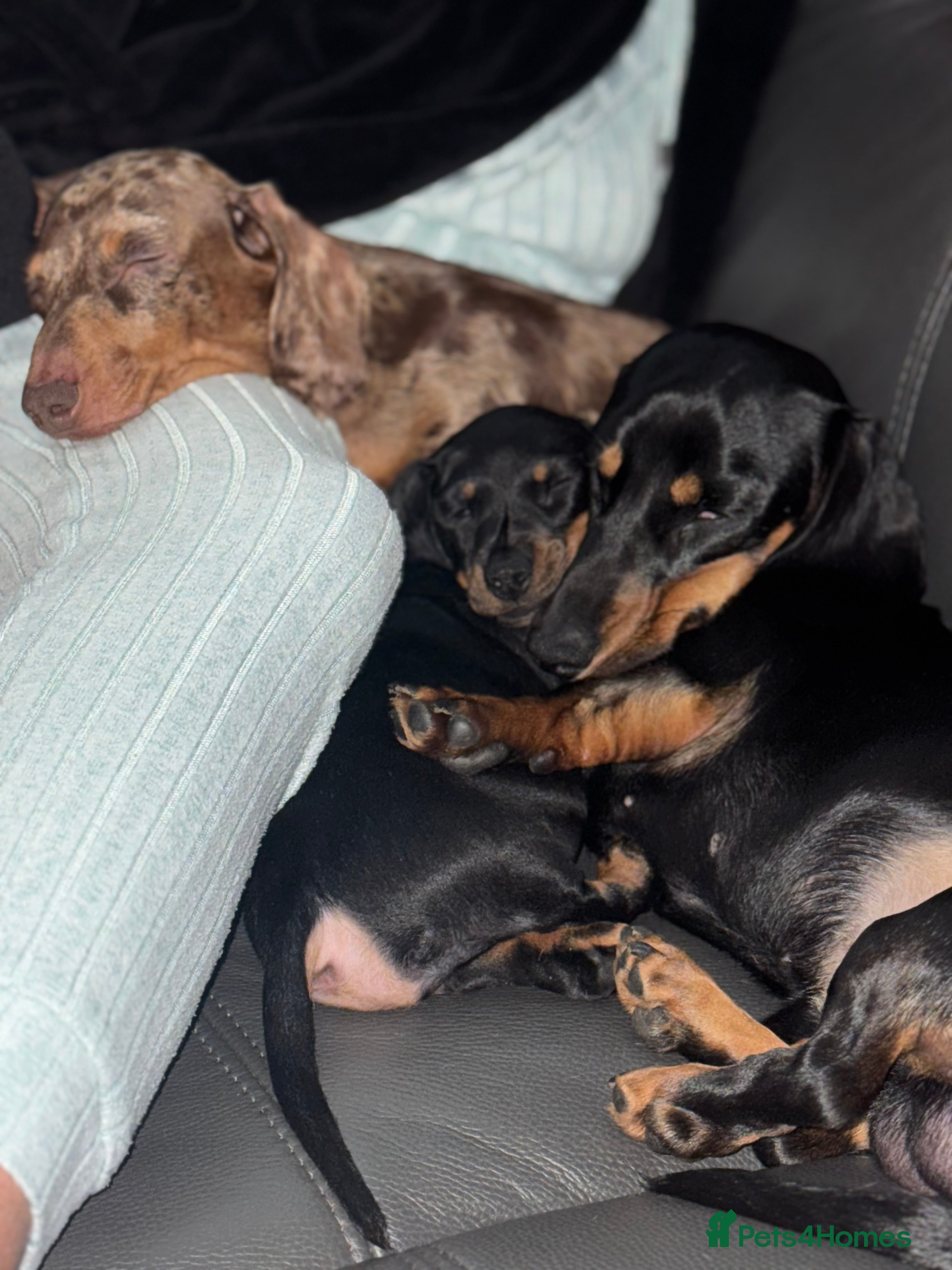 Miniature Dachshund dogs Miniature dachshund puppies - Advert 6