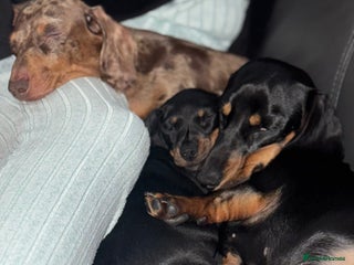 Miniature Dachshund dogs Miniature dachshund puppies - Advert 3