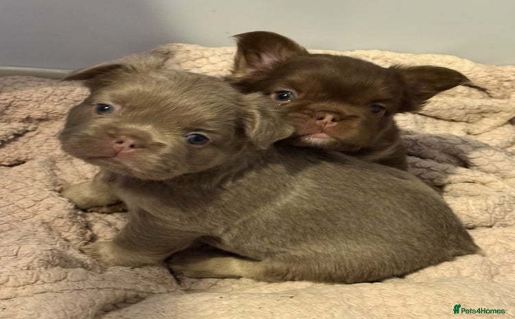 French Bulldog dogs  fluffy frenchies - Advert 1