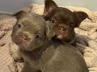 French Bulldog dogs fluffy frenchies - Advert 3