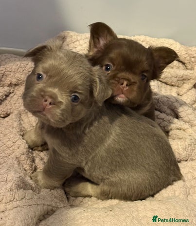 French Bulldog dogs fluffy frenchies - Advert 1