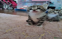 Mixed Breed cats for sale: Kittens - Image 6