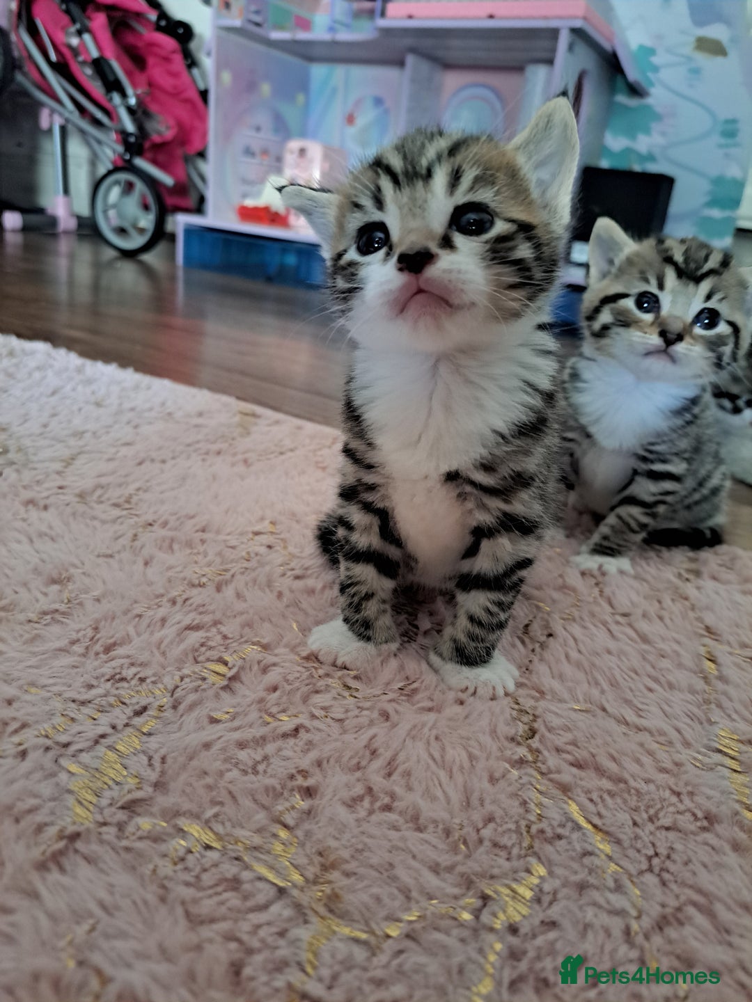 Mixed Breed cats for sale: Kittens - Image 6