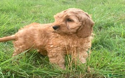 Cavapoo dogs for sale: Cavapoo puppies  - Image 6