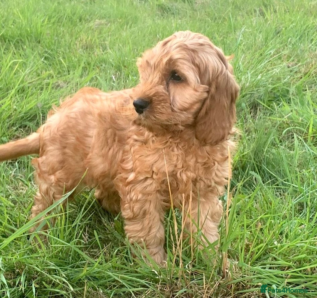 Cavapoo dogs for sale: Cavapoo puppies  - Image 6