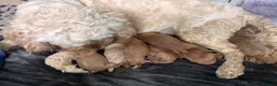 Cavapoo dogs for sale: Adorable Cavapoo Puppies Arrived :-) - Advert 11