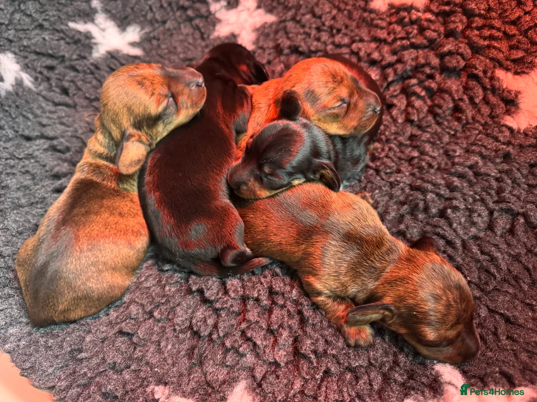 Miniature Dachshund dogs for sale: Gorgeous girls Mini Dachshund  - Advert 5