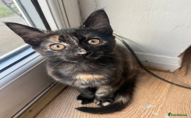 Mixed Breed cats - Advert 2