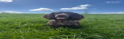 Cocker Spaniel dogs for stud: Liver roan cocker available for stud - Advert 6