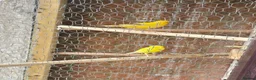 Canaries birds for sale: Persian canary  - Advert 5