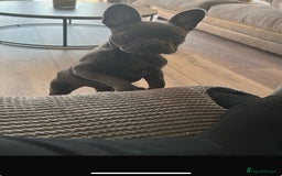 French Bulldog dogs for sale: Adorable French Bulldog Puppy – KC Registered  - Image 7