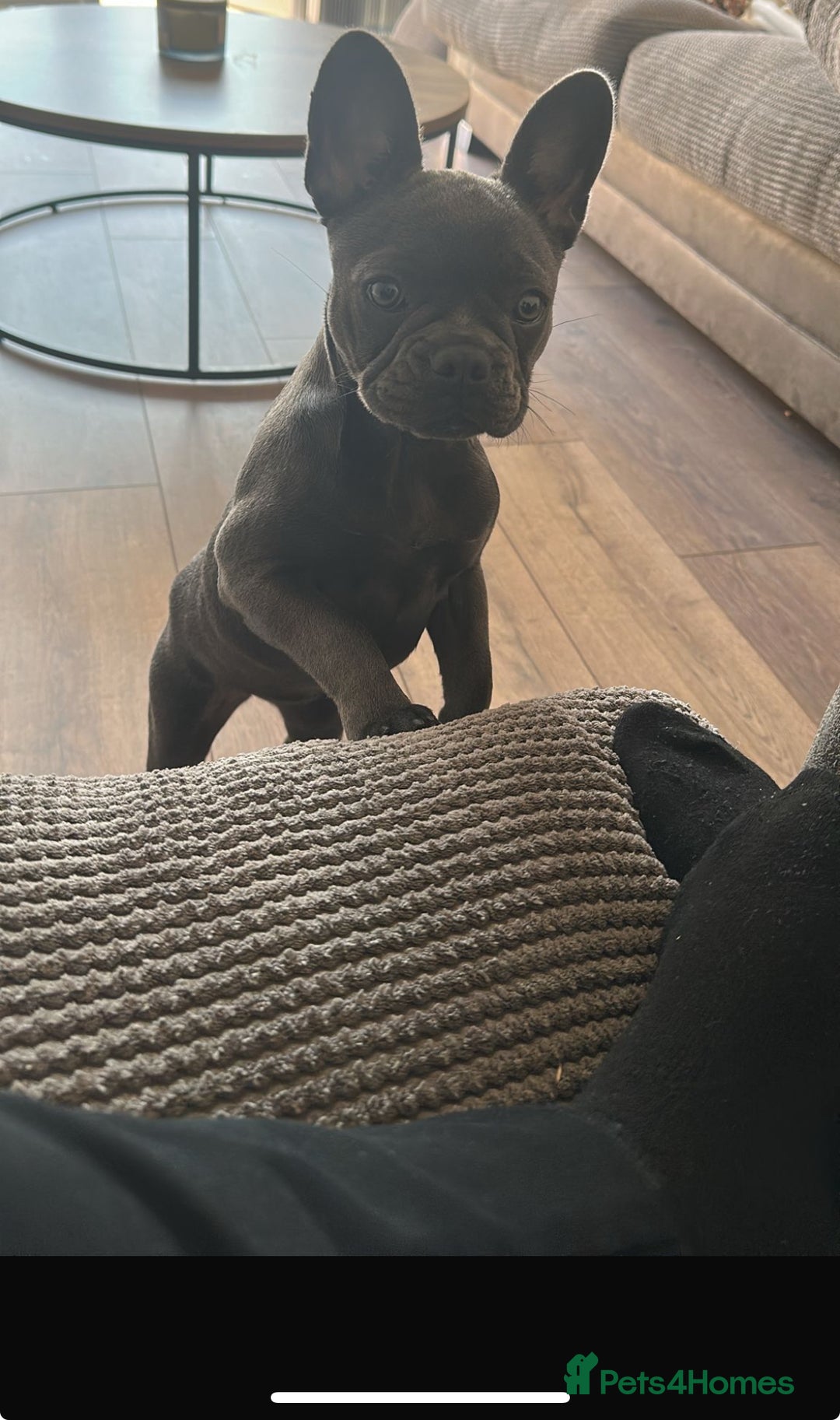 French Bulldog dogs for sale: Adorable French Bulldog Puppy – KC Registered  - Image 7
