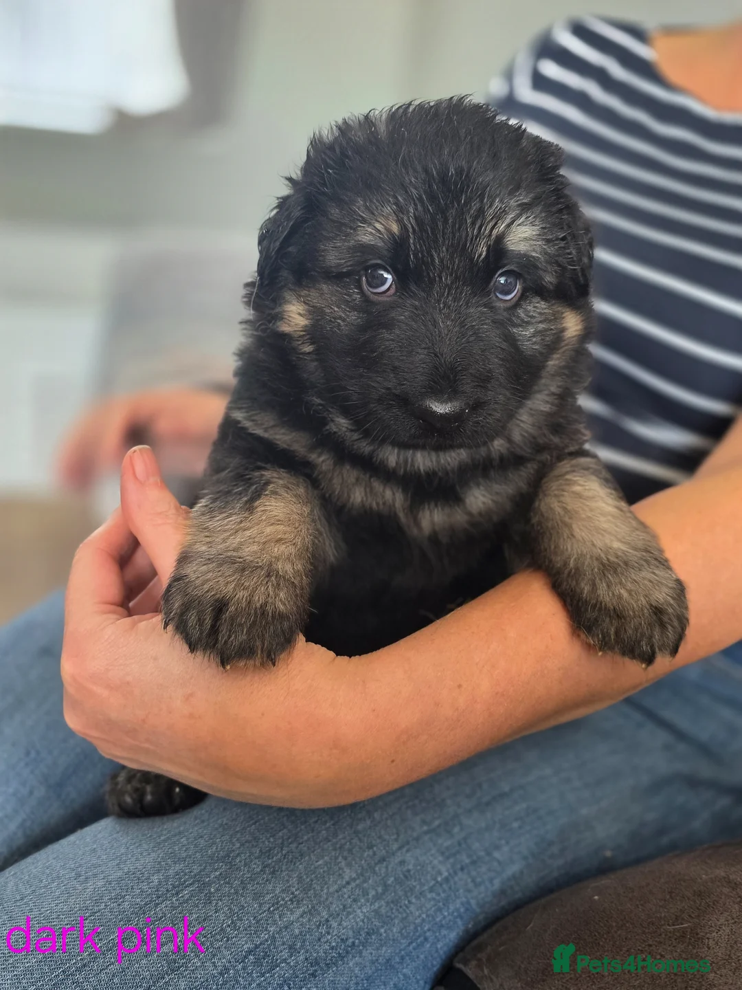 German Shepherd dogs for sale: Lovely litter of GSD puppies  - Advert 8