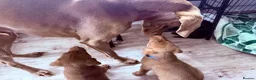 Mixed Breed dogs for sale: Gorgeous Siberian Shepsky x Weimaraner Puppies  - Advert 24