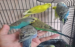 Budgerigars birds for sale: Silly hand tamed baby budgies for sale  - Advert 9
