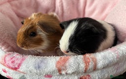 Guinea Pig rodents for sale: 3 Pairs Baby Guinea pigs (2 female pairs 1 male) - Image 3