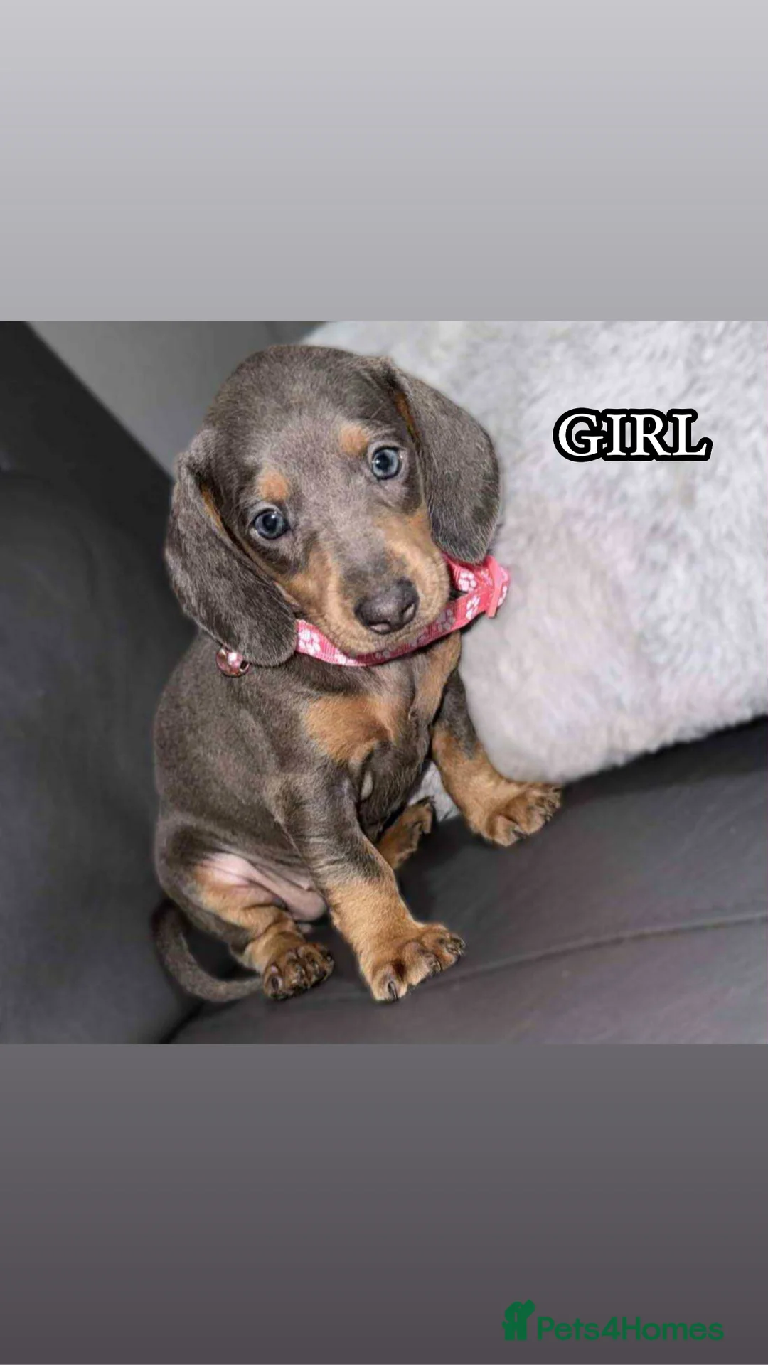 Miniature Dachshund dogs for sale: Miniature Dachshunds - Advert 1