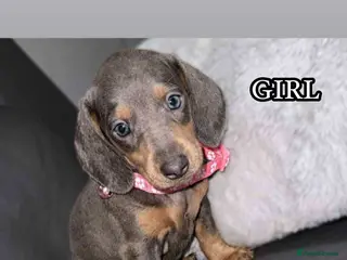 Miniature Dachshund dogs Miniature Dachshunds - Advert 1