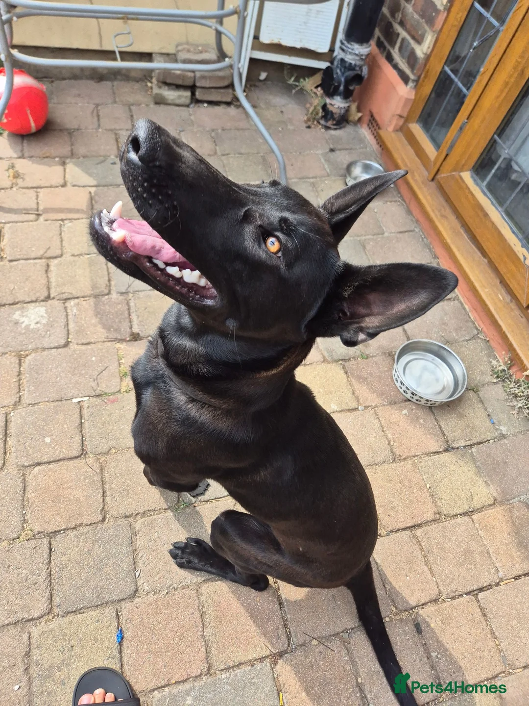 Mixed Breed dogs for sale: German/Belgian Shepherd Puppy - Advert 13