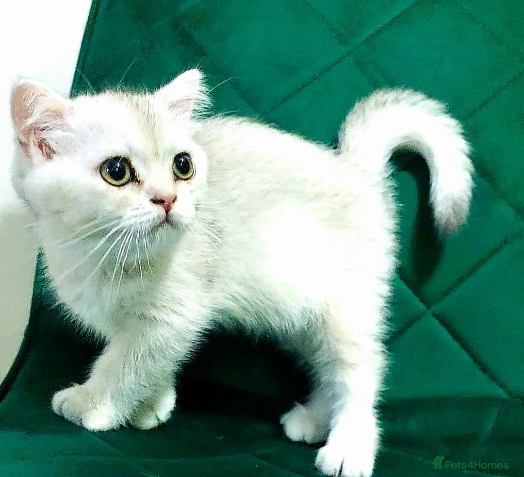 British Shorthair cats for sale: British girl  - Advert 11