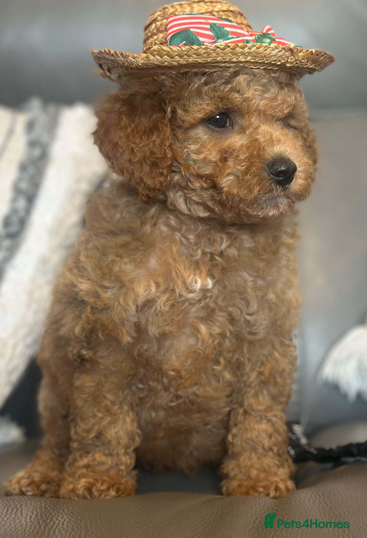 Goldendoodle dogs F1B MINI/MEDIUM GOLDENDOODLES FULL HEALTH CHECKED  - Advert 2