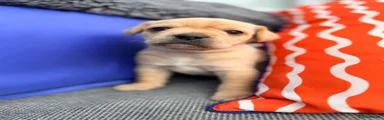Mixed Breed Puppy 2