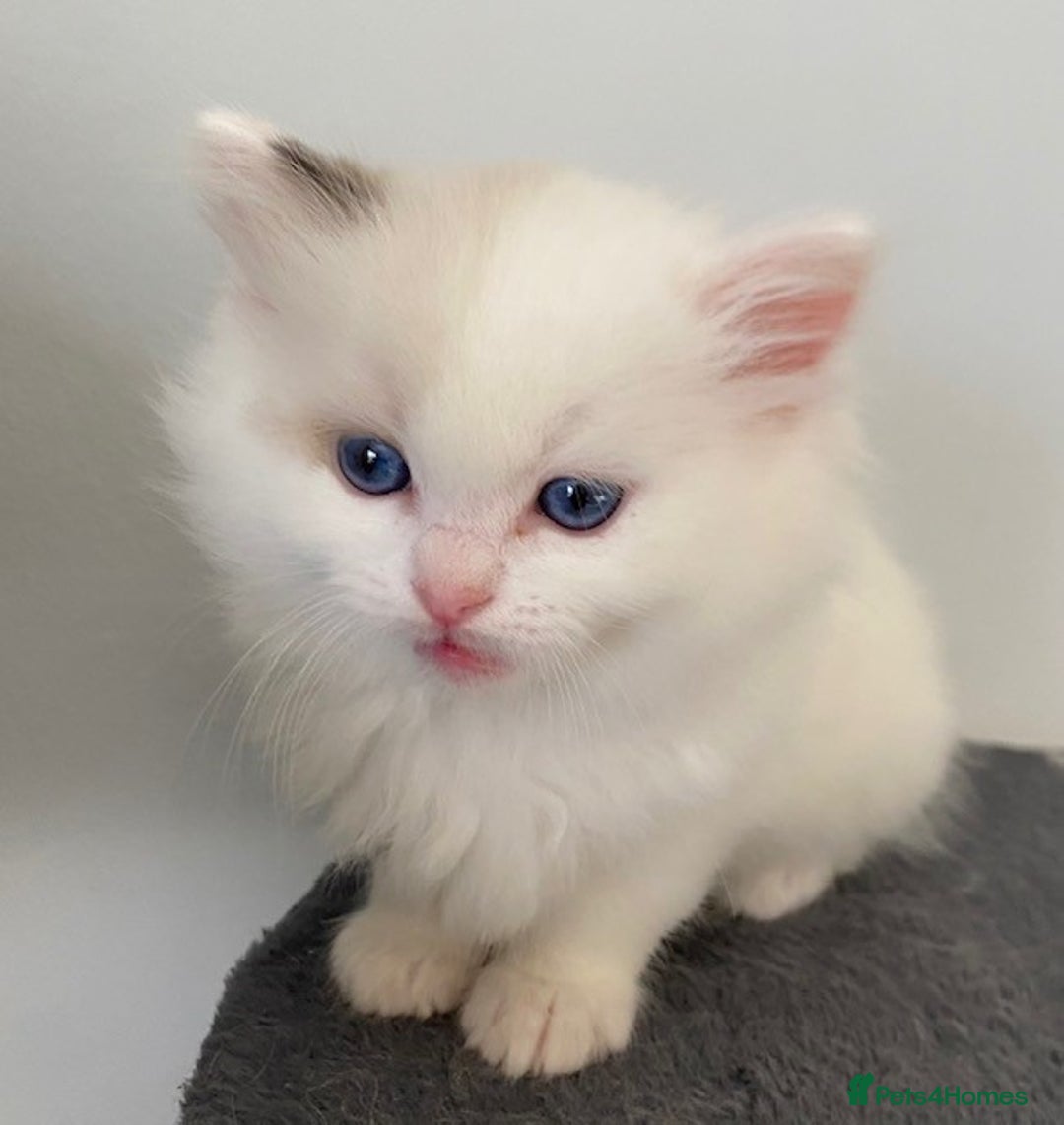 Ragdoll cats for sale: TICA REGISTERED PUREBRED RAGDOLL KITTENS AVAILABLE - Advert 33