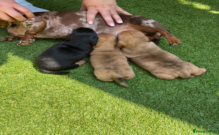 Miniature Dachshund dogs - Advert 11