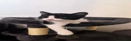 Mixed Breed cats for sale: Cute kittens  - Advert 8