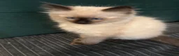 Ragdoll cats for sale: Ragdoll - Advert 4