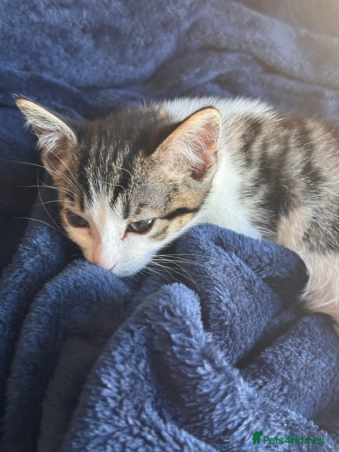 Mixed Breed cats for sale: 12 week kitten for sale - Advert 1