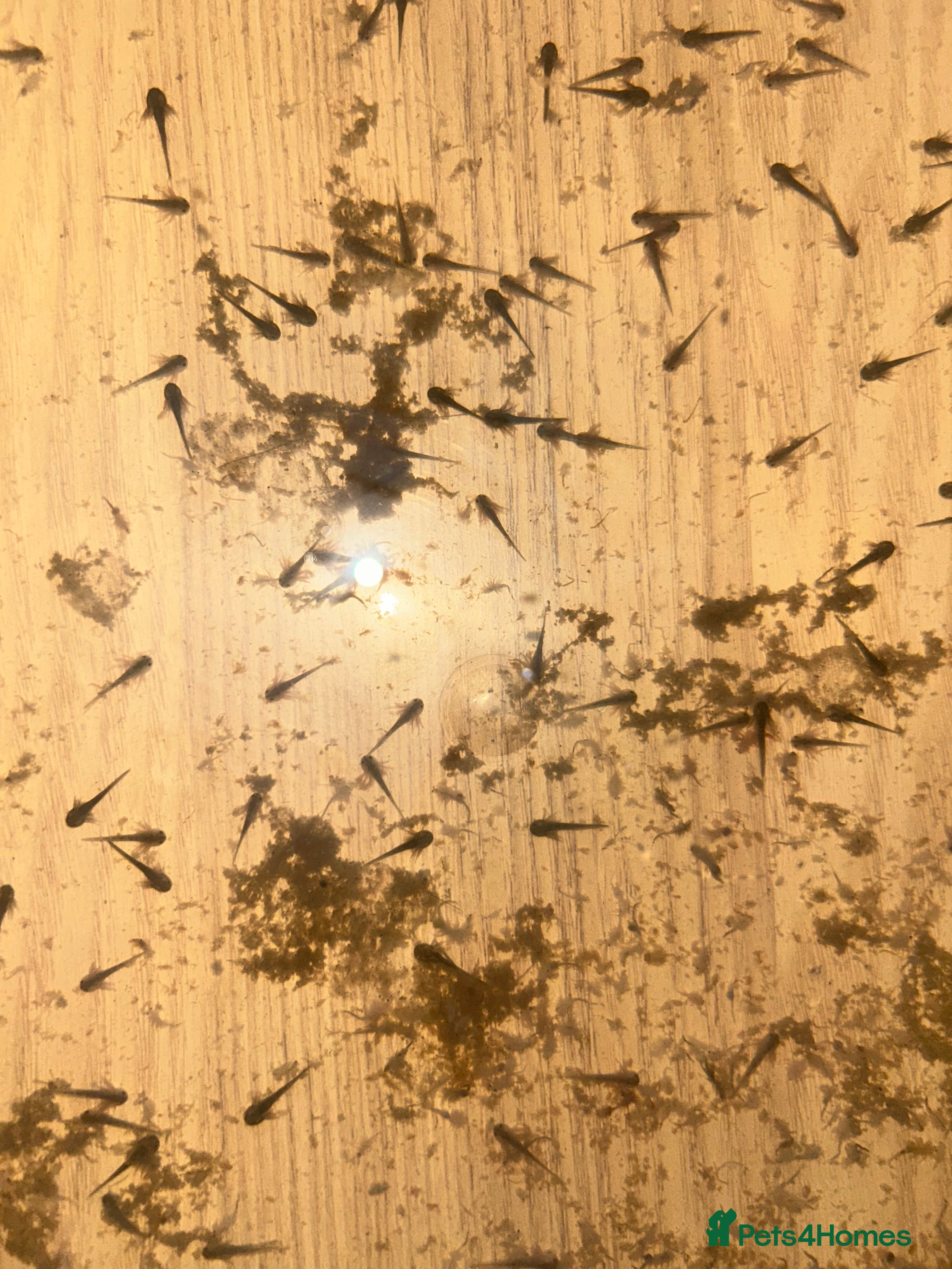 Axolotl reptiles Axolotl babies - Advert 9