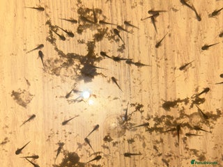 Axolotl reptiles Axolotl babies - Advert 1